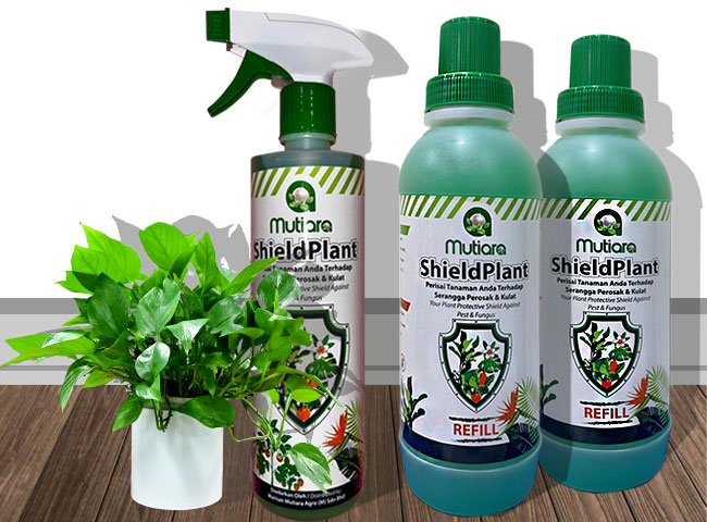 pokoksihat.com - landing-page-image-MSP-Refill-650x480-7