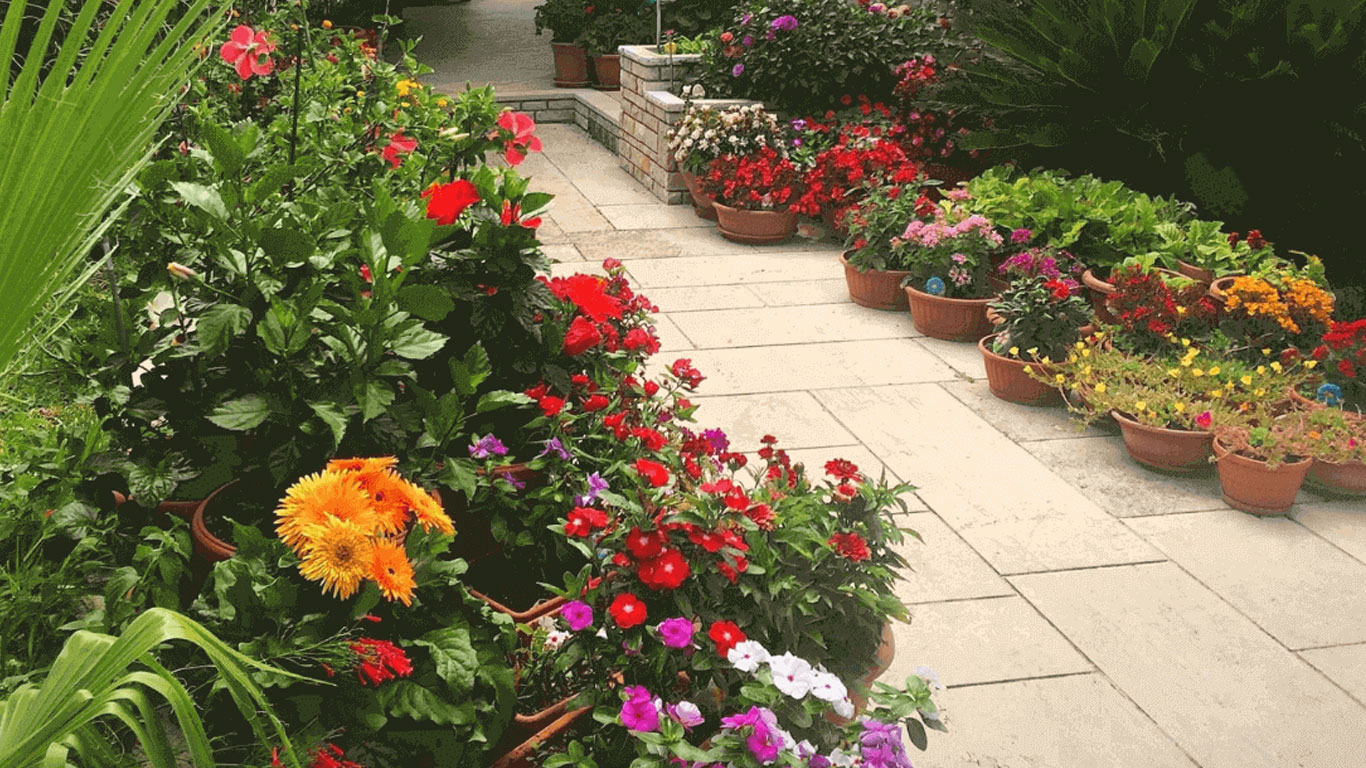 pokoksihat.com - landing-page-image-pokok-subur-segar-sihat-1366x768-1