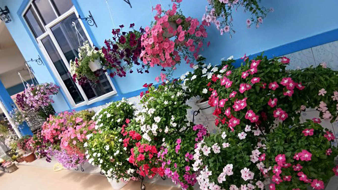 pokoksihat.com - landing-page-image-pokok-subur-segar-sihat-1366x768-2