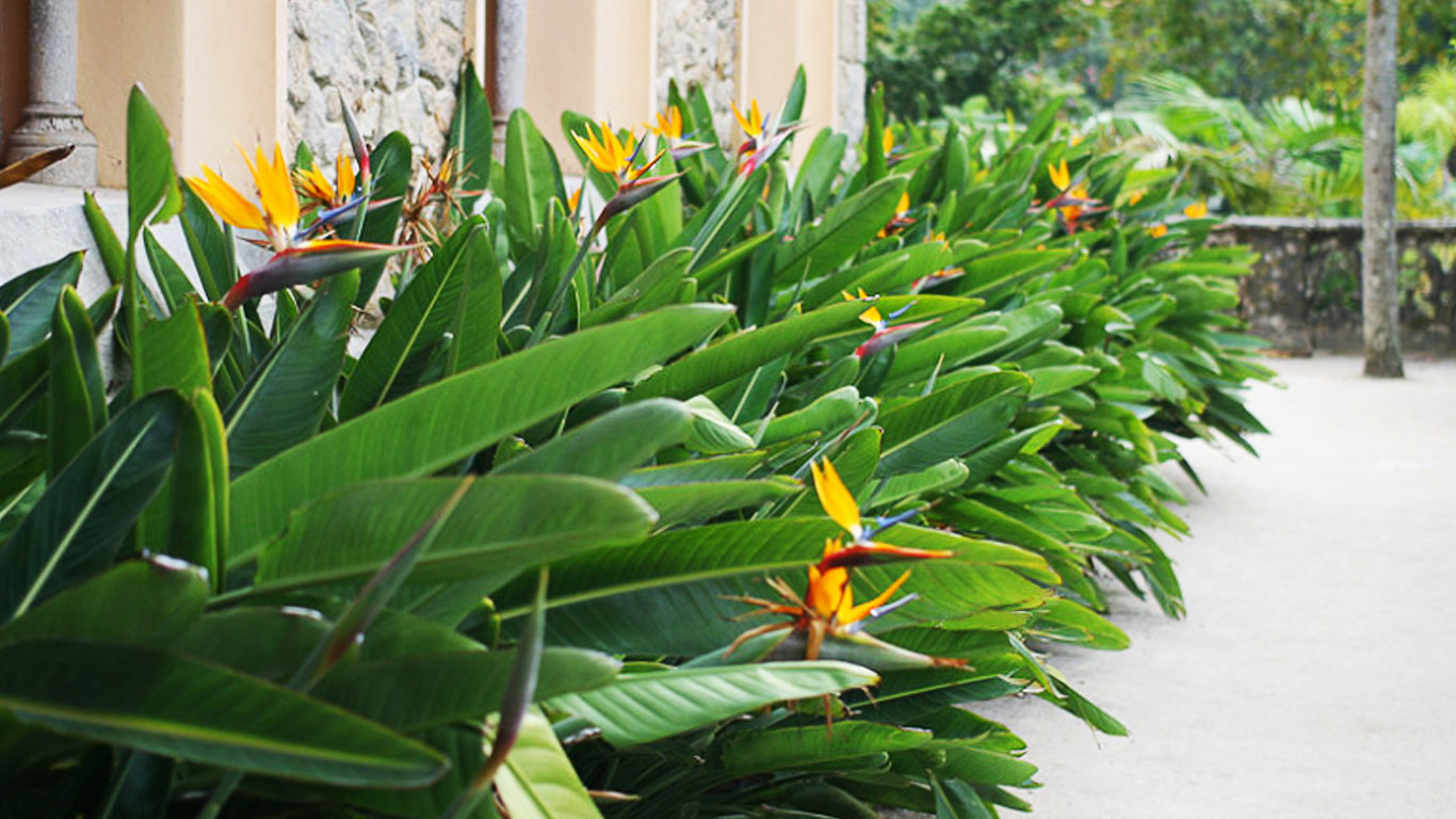 pokoksihat.com - image-bird-od-paradise