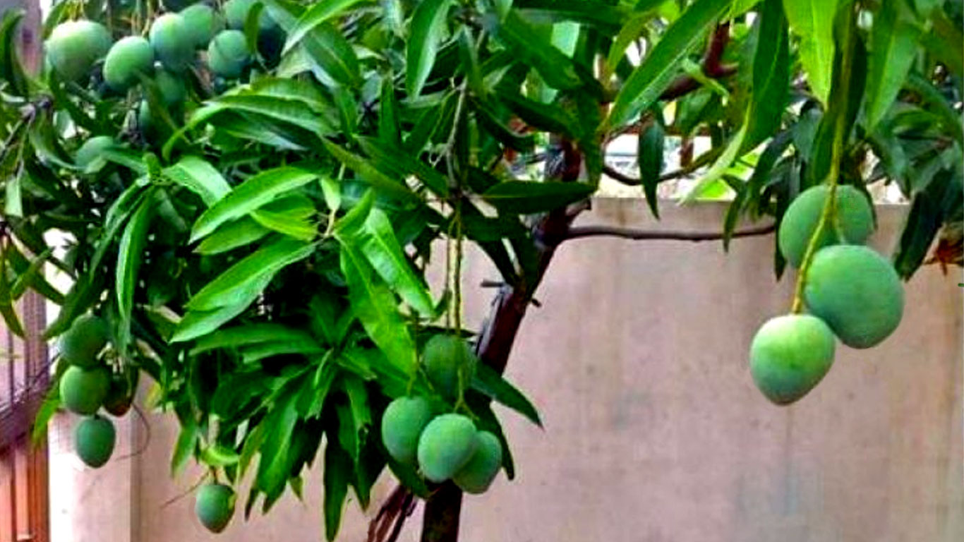 pokoksihat.com - image-mempelam-dalam-pasu